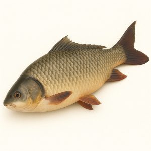 কাতল মাছ