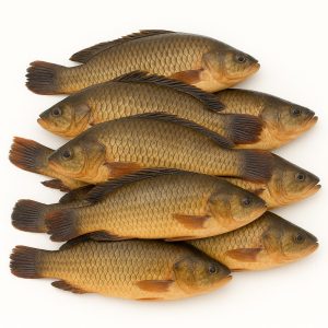 কৈ মাছ